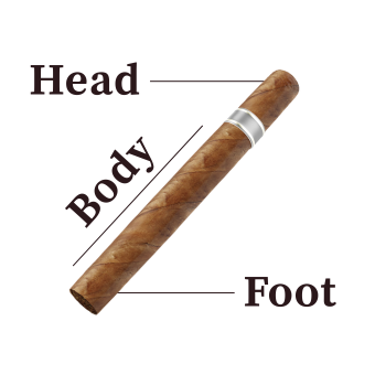 Cigar anatomy